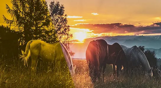 The largest office park in the US has a wild horse problem